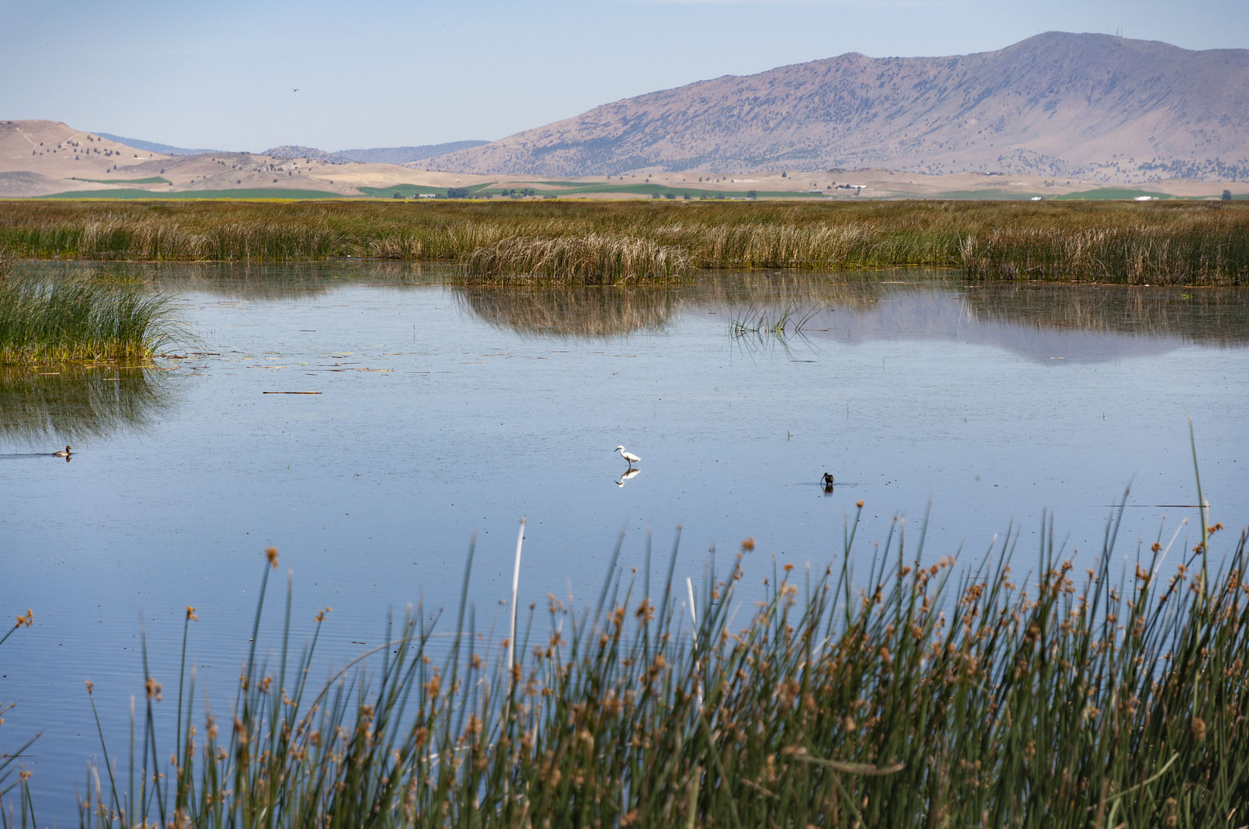 marsh_lower klamath2020